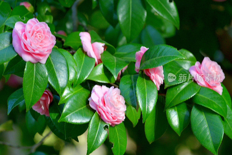 山茶花/日本山茶花花:红色，粉红色和白色